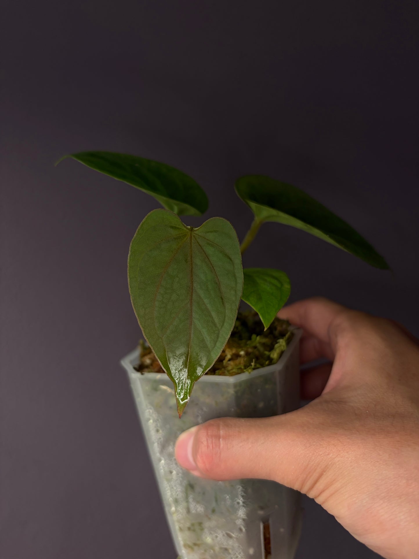 Anthurium kunayalense PM5 × PM3