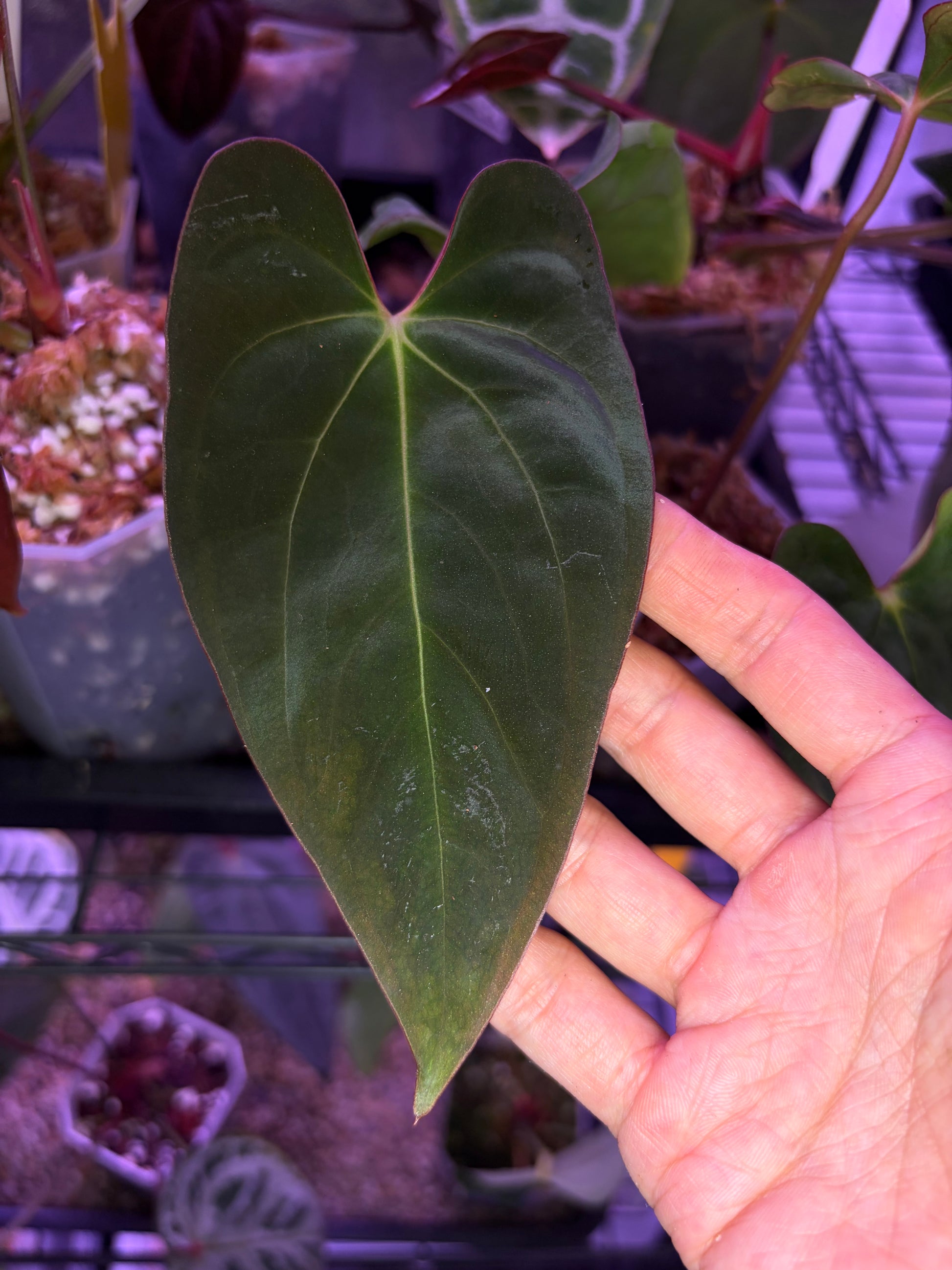 anthurium lobes Anthurium papillilaminum 'Incurved lobes (IL)'