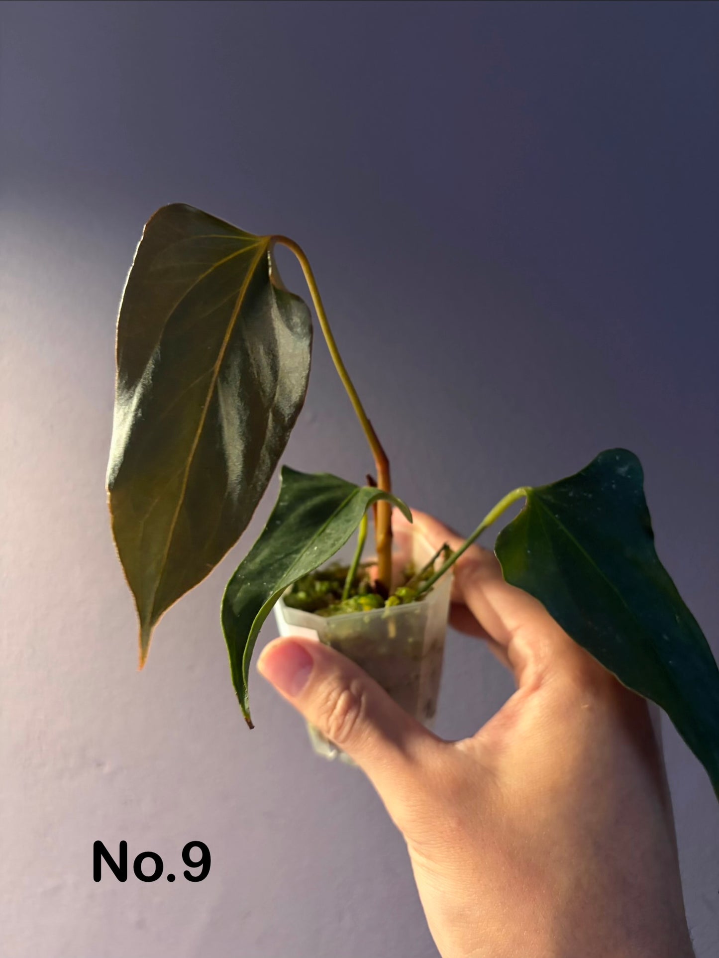 Anthurium ‘Black Sweet’ SF2