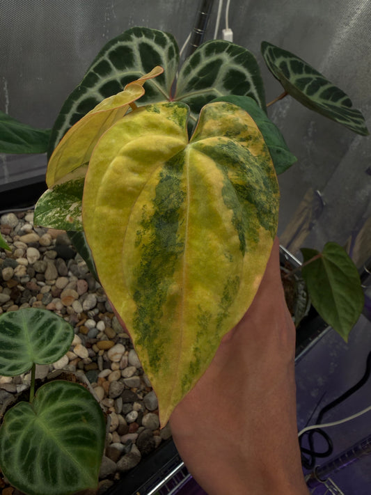 Anthurium papillilaminum var. × ‘Twin Phoenix’