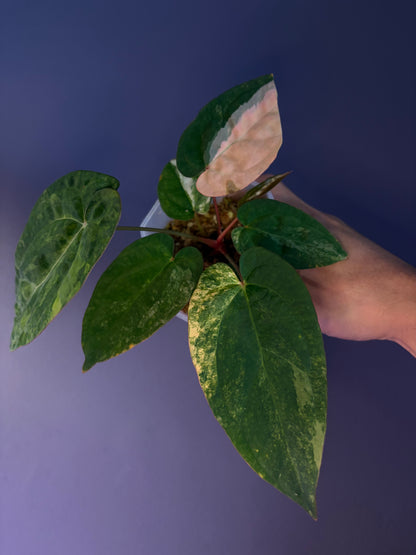 Anthurium papillilaminum var. × ‘Twin Phoenix’