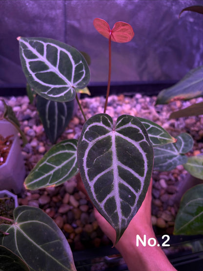 Anthurium ‘Dreamweaver’ × ‘FTG’ Crystallinum