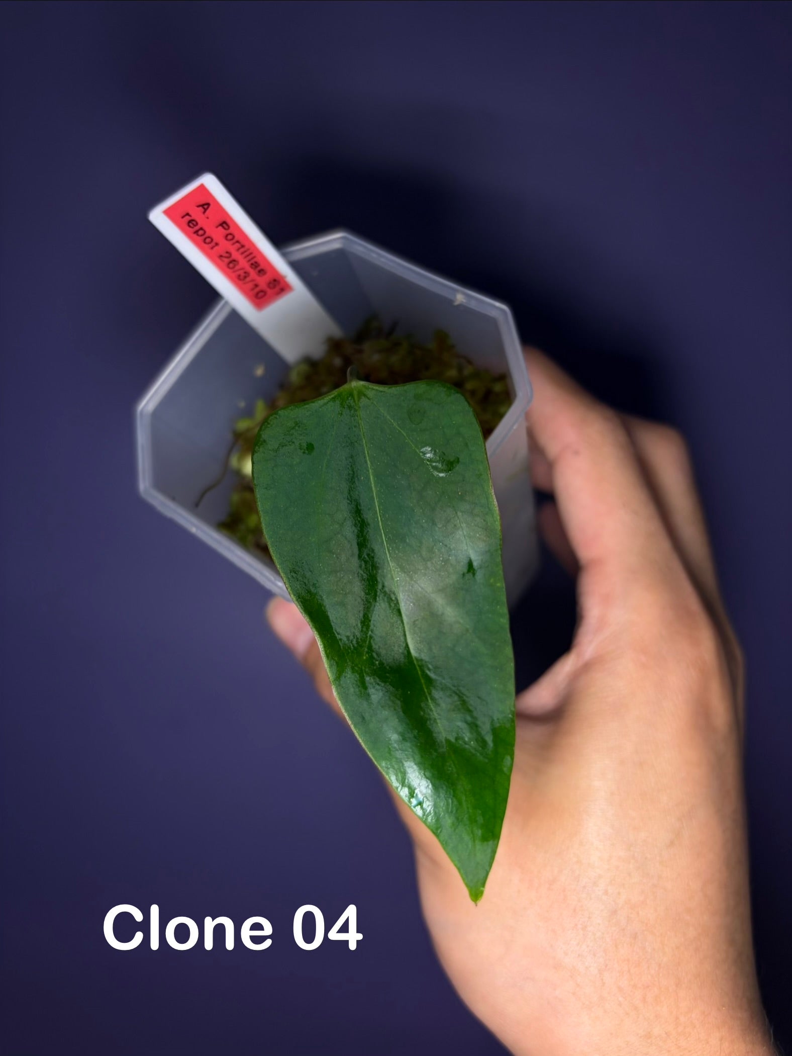 Anthurium portillae 'Dorito' S1 – Secret Foliage