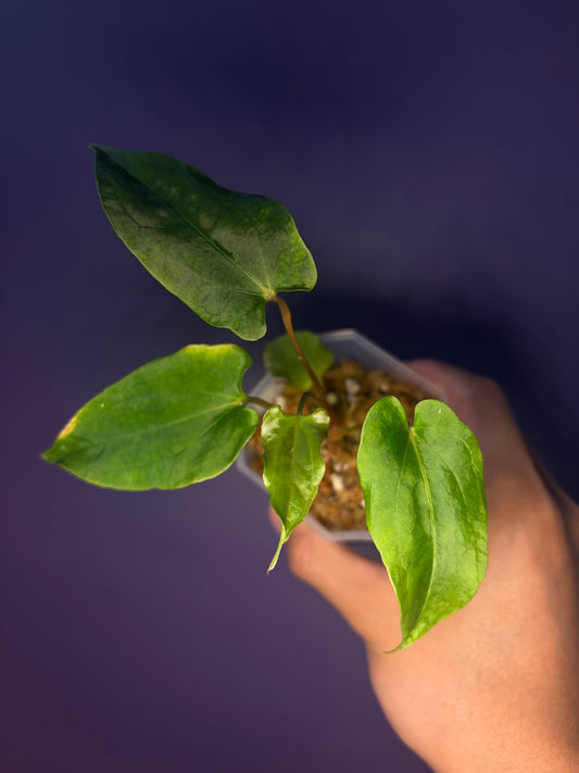 Anthurium papillilaminum ‘Ralph Lynam’ S1
