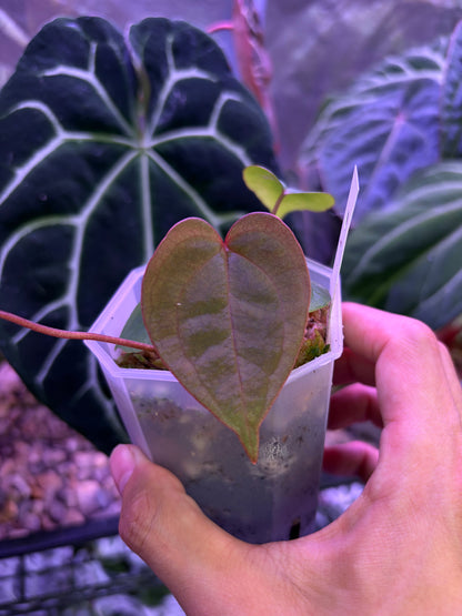 Anthurium ‘Red Spider’ × ‘Red vein dark phoenix’