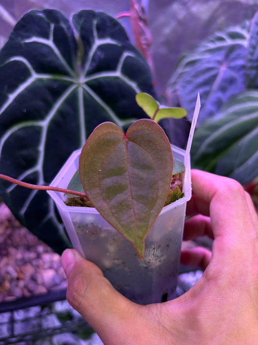 Anthurium ‘Red Spider’ × ‘Red vein dark phoenix’