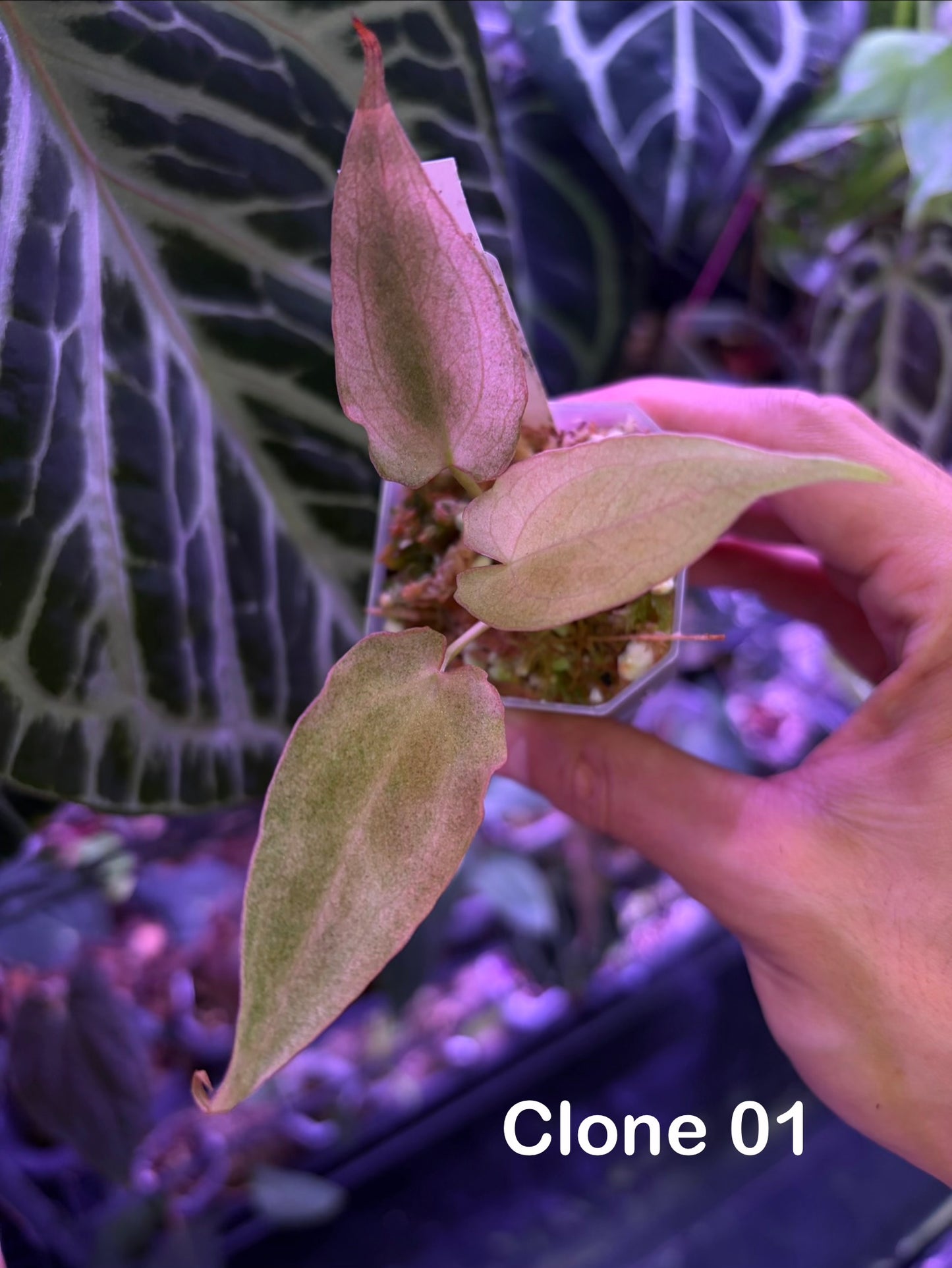 Anthurium papillilaminum ‘Dark’ × ‘Fort Sherman’ mint variegata