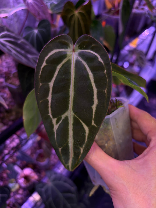 Anthurium carlablackiae (RA5×RA10) × self