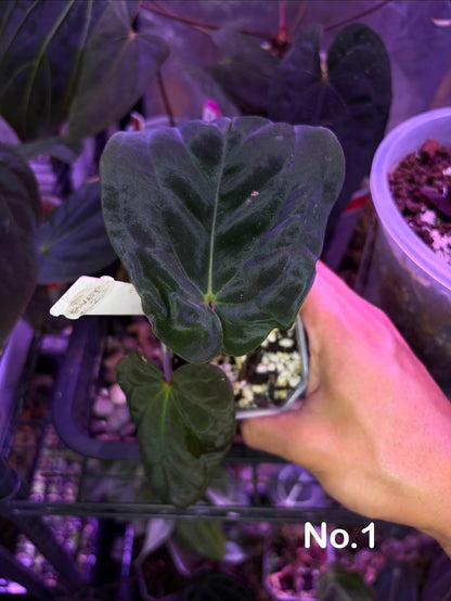 Anthurium BVEP (OG1 × RA1)