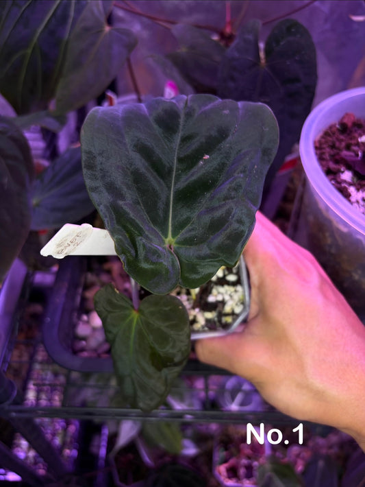Anthurium BVEP (OG1 × RA1)