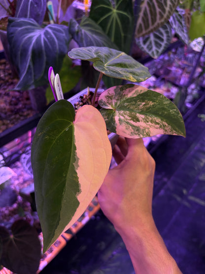 Anthurium papillilaminum var. × ‘BVEP’ [Tezula] - clone