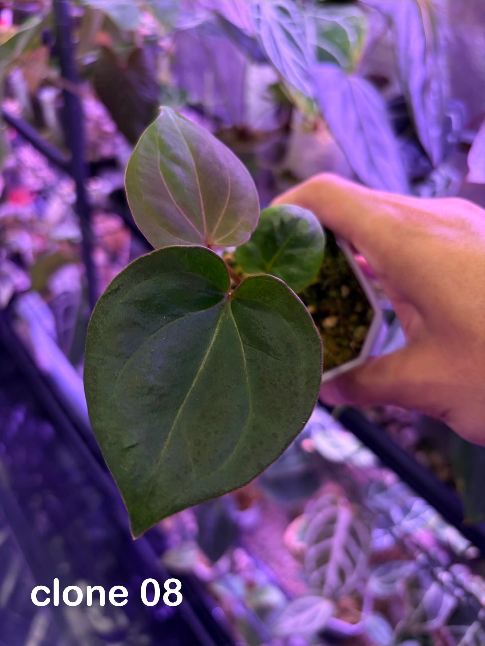 Anthurium King of Spades (KOS) HU – Secret Foliage