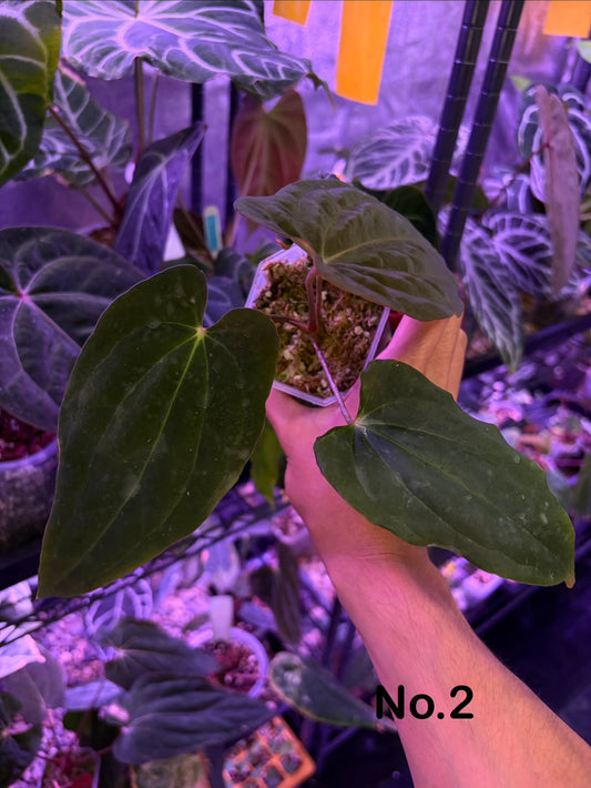 Anthurium ‘BVEP’/antolakii [Tezula] × self