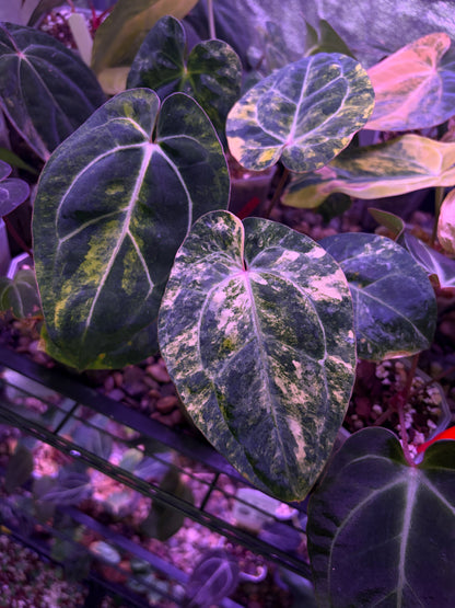 Anthurium papillilaminum var. × carlablackiae