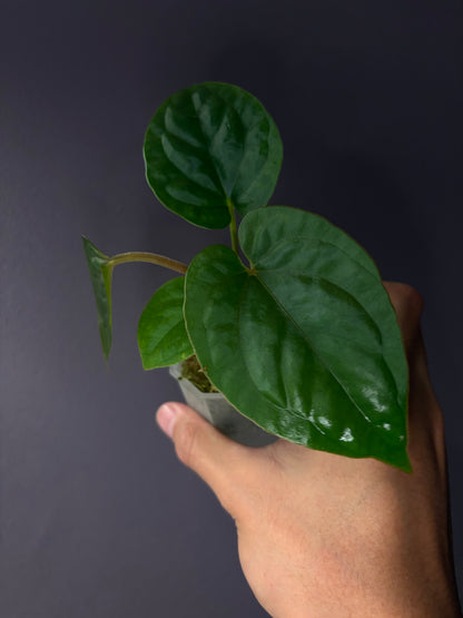 Anthurium kunayalense PM5 × PM3