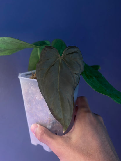 dressleri ‘colon’ × dressleri RG