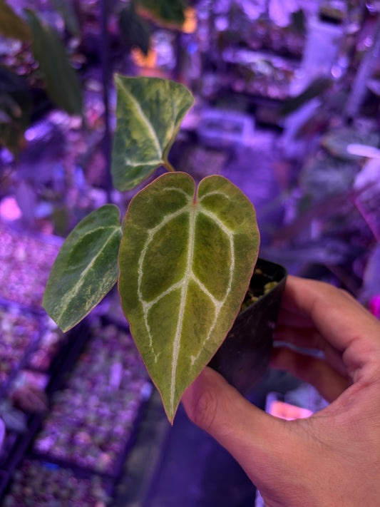 Anthurium (papillilaminum var. × crystal) × (‘Red Crystallinum’ [Tezula] × ‘Zara’)