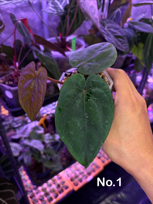 Anthurium dressleri RG × ‘Panamama 3.0’