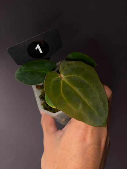 Anthurium Carlablackiae RA13 × BVEP OG1