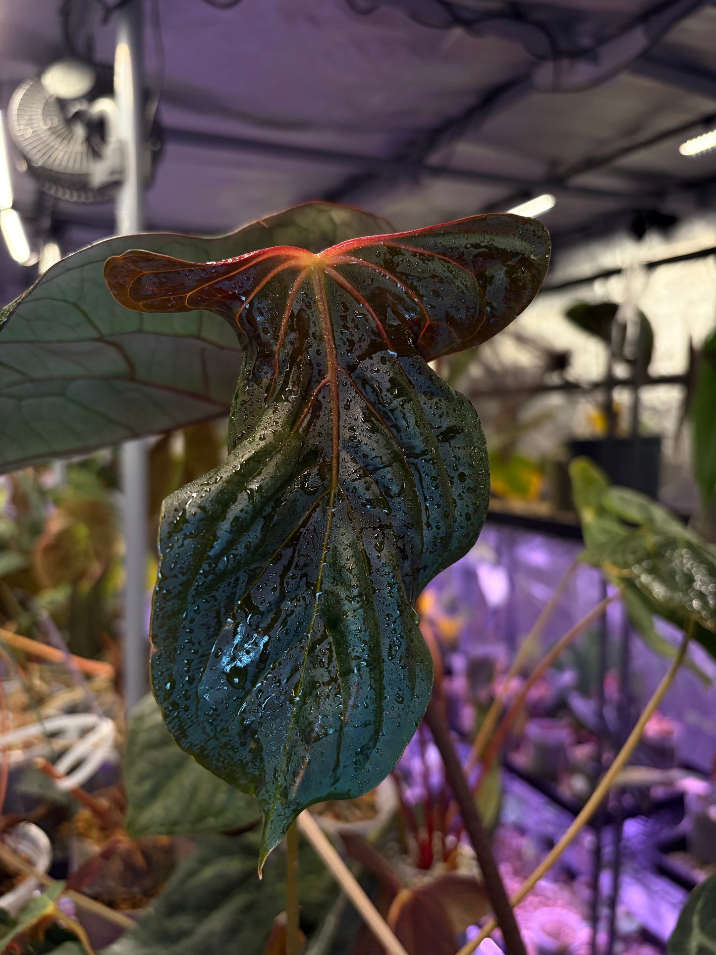 Anthurium papillilaminum ‘Ralph Lynam’ S1 (selected #3)