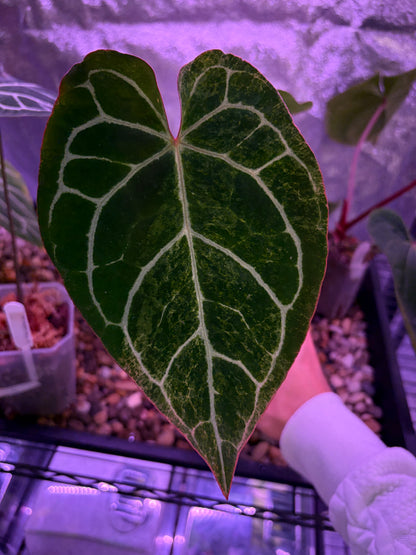 Anthurium Crystallinum ‘Platinum’ variegata