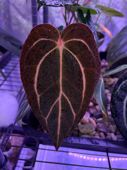Anthurium carlablackiae (‘district’ × RA8)