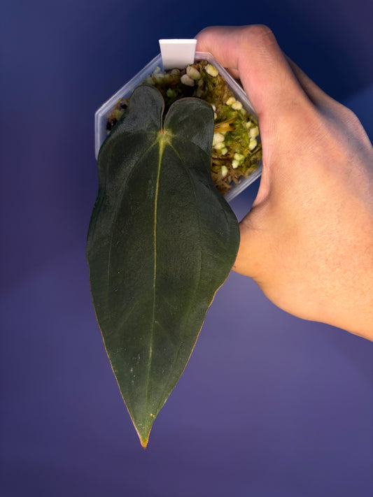 Anthurium BVEP (OG2 × OG1) - clone