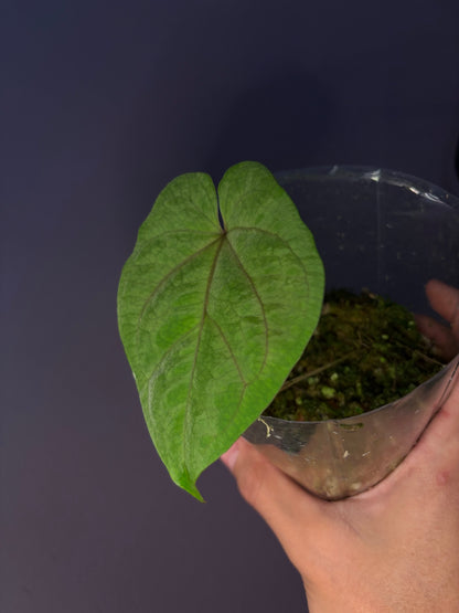 Anthurium ‘Red Vein Dark Phoenix’ × kunayalense