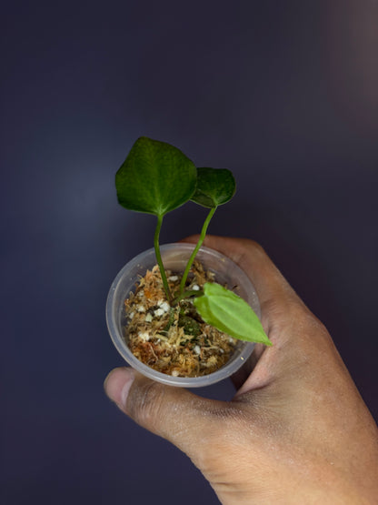 Docblock Anthurium ‘black widow’ ‘13’ × ‘43’