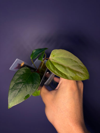 Anthurium rioclarense wild hybrid × Pap ‘RL × FS’ ‘Rouge’