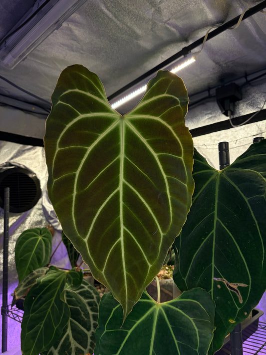 Anthurium besseae aff. #4