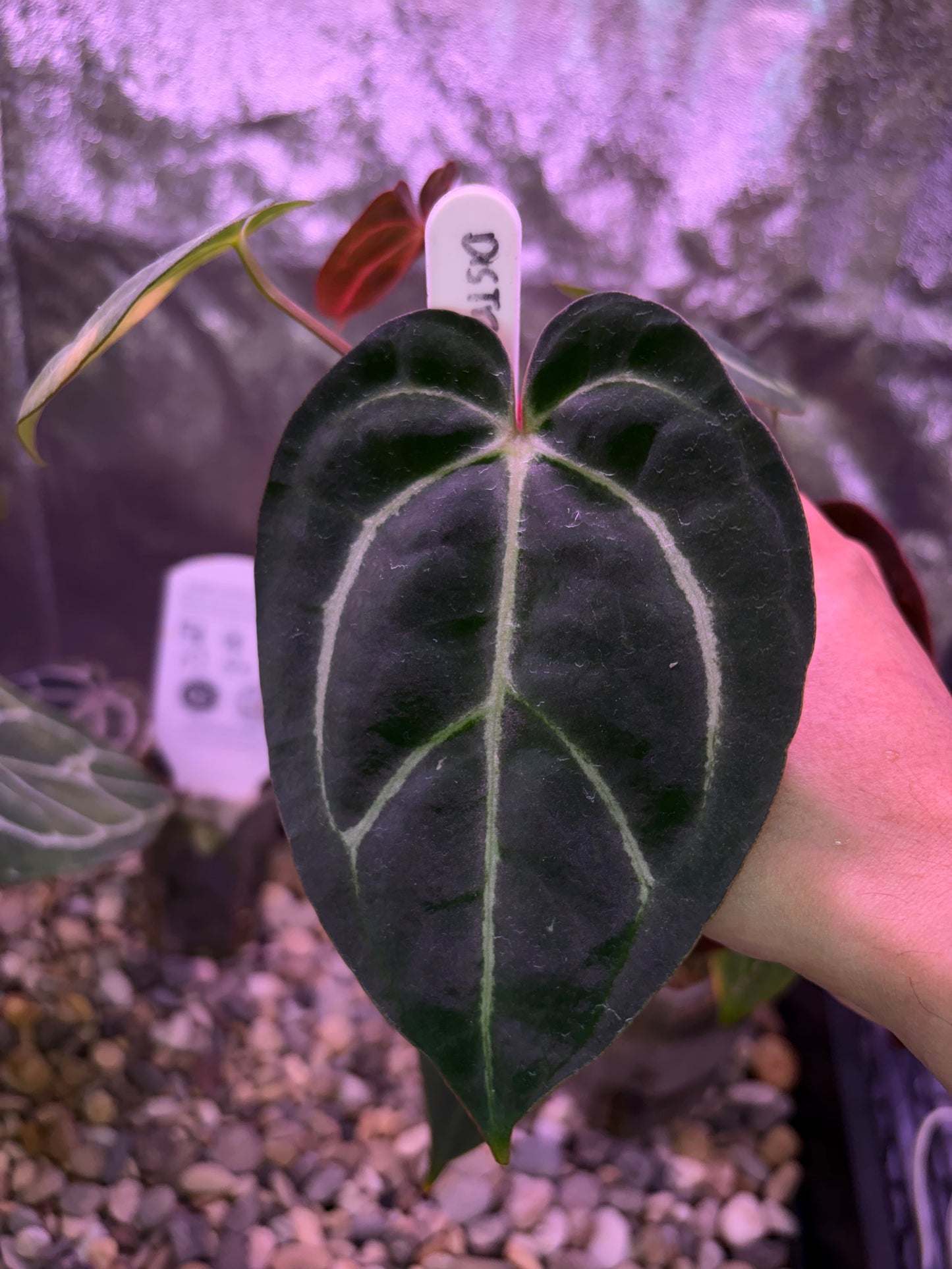 Anthurium carlablackiae (‘district’ × RA8)