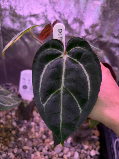 Anthurium carlablackiae (‘district’ × RA8)