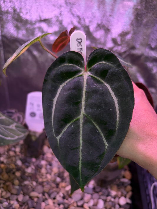 Anthurium carlablackiae (‘district’ × RA8)
