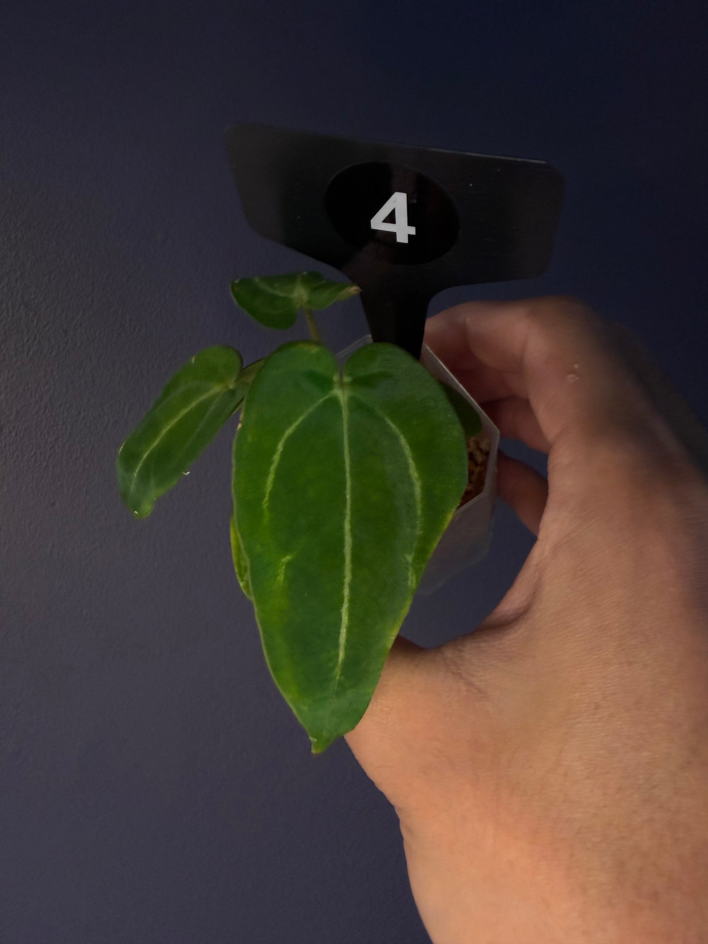 Anthurium ‘Carlablackiae’ (RA5×RA10) × self