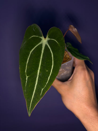 Anthurium carlablackiae (selected)