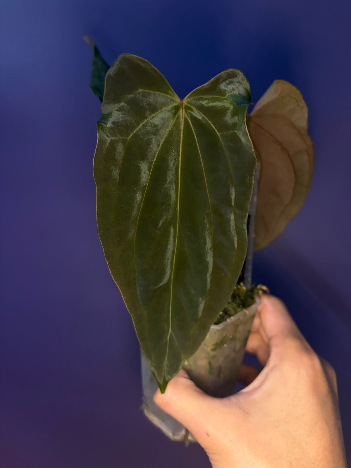 Anthurium Papillilaminum 'Ralph Lynam' × 'Fort Sherman' (RL × FS) (Dwa ...