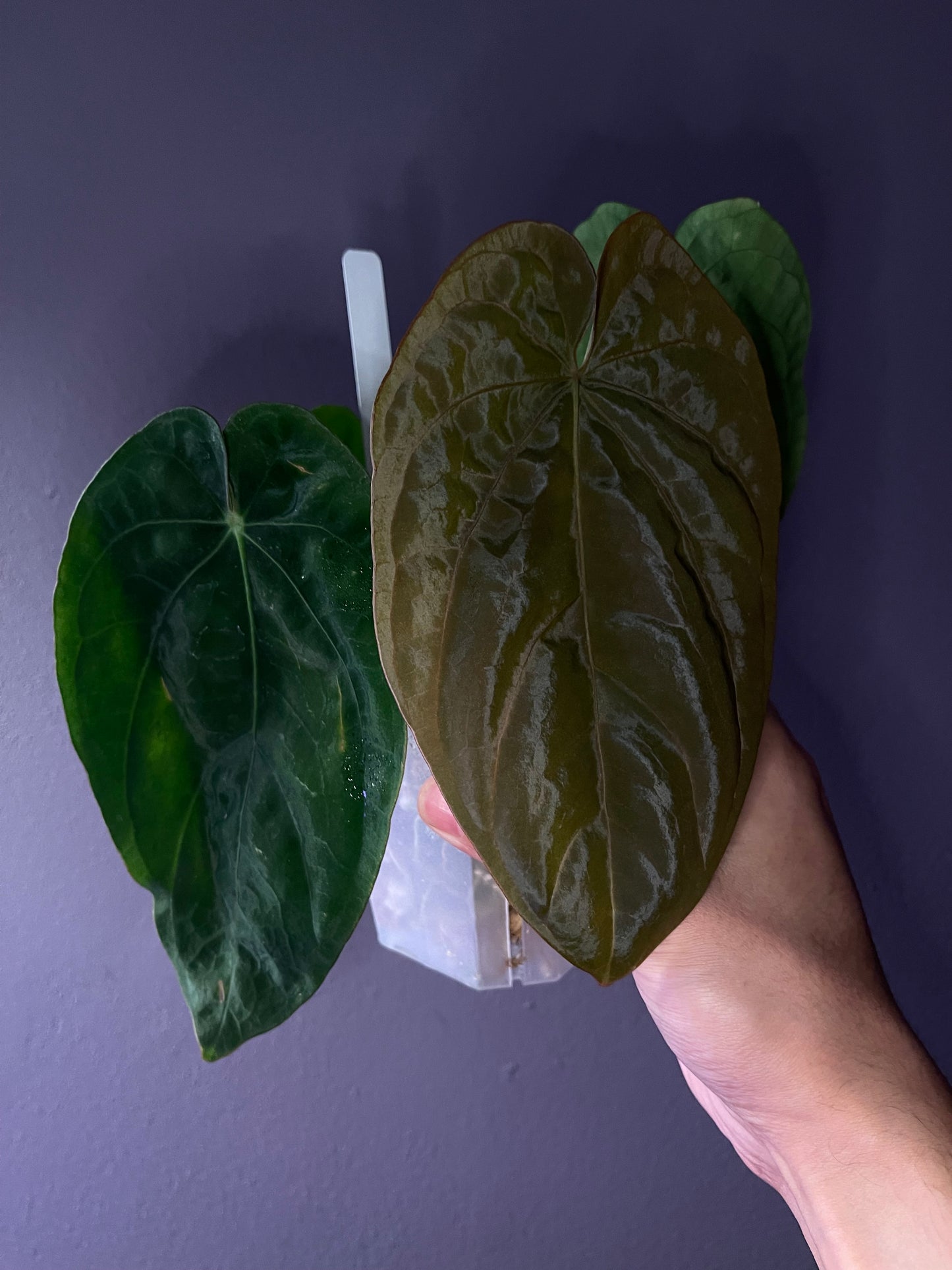 dressleri ‘colon’ × dressleri RG