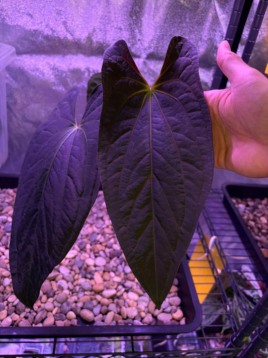 Pre-order: Anthurium pap ‘FS’ × (pap ‘FS’ × ‘AOS’) - selected