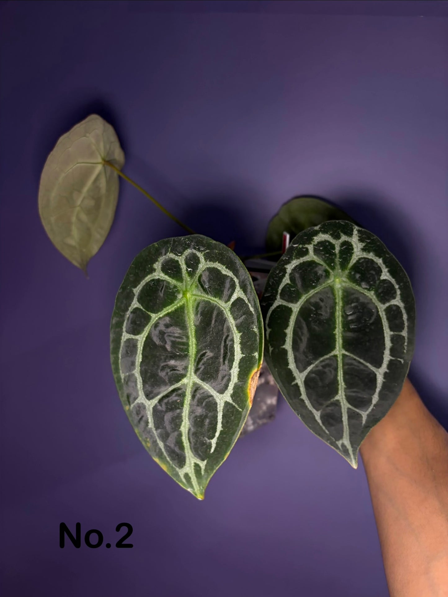 Anthurium Forgetii ‘silver’
