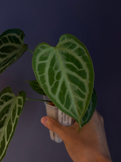 Anthurium ‘Raijin’ (Muchlis × Forgetii) × Michelle