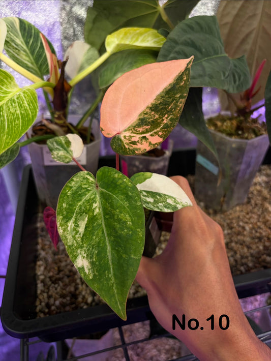Anthurium papillilaminum var. × (‘Red Crystallinum’ [Tezula] × ‘Zara’)