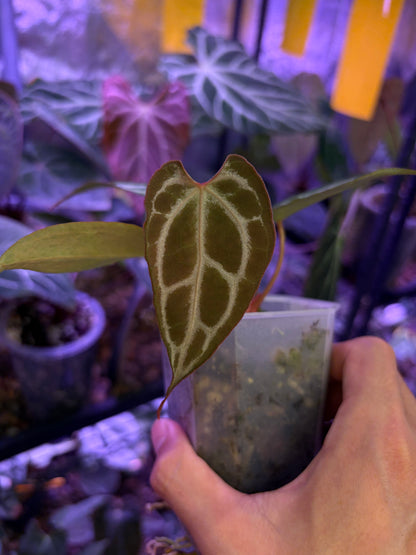 Anthurium ‘Raijin’ (Muchlis × Forgetii) × Michelle