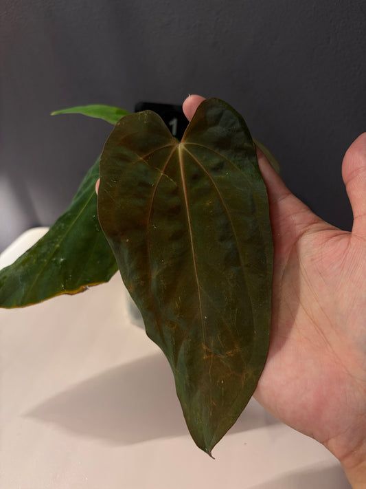 Anthurium ‘Midnight Velvet’ × antolakii ‘Tezula’