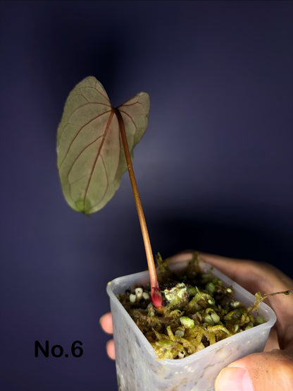 Anthurium papillilaminum ‘Ralph Lynam’ S1 (selected #3)
