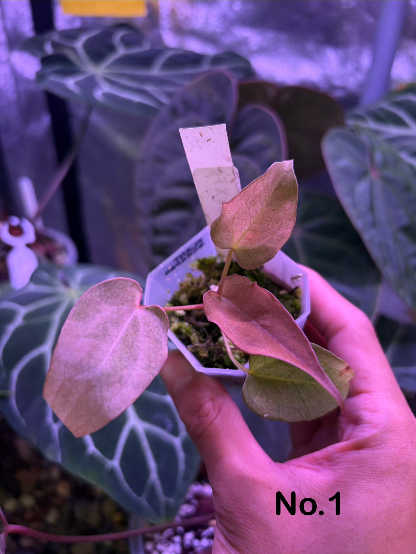 Anthurium papillilaminum ‘Dark’ × ‘Fort Sherman’ mint variegata