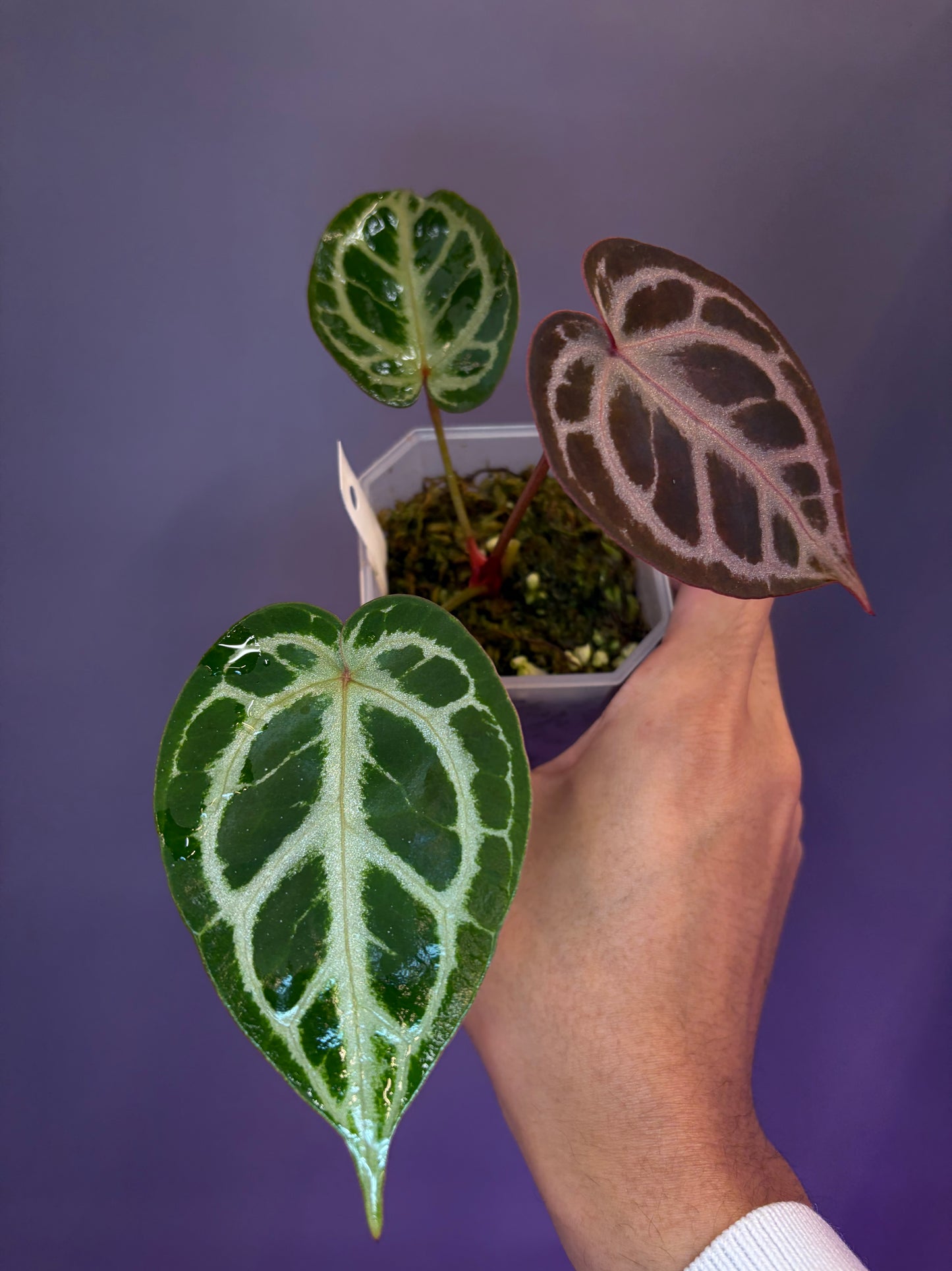 Anthurium Red Crystallinum × Michelle