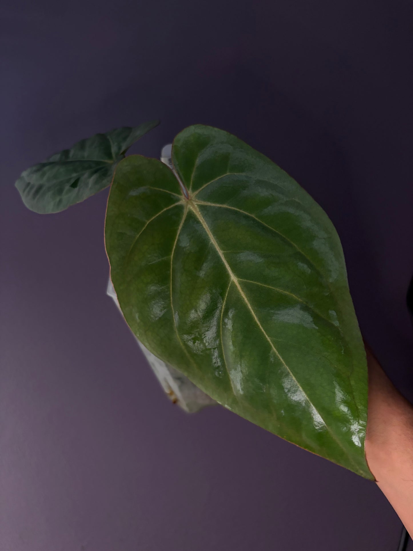 Anthurium Eastern Dressleri × Carlablackiae