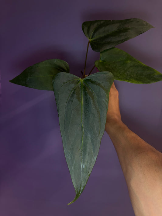 Anthurium portillae ‘NSE’ × ‘Indo portillae’
