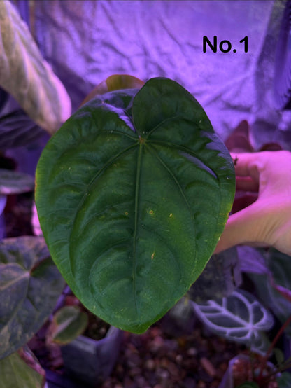 Anthurium dressleri
